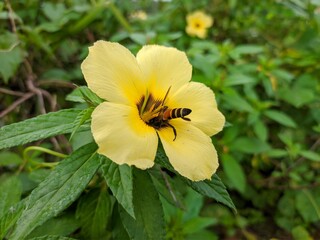 bees looking for damiana flower nectar (Turnera Diffusa)