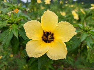 bees looking for damiana flower nectar (Turnera Diffusa)