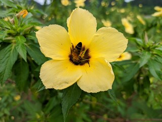 bees looking for damiana flower nectar (Turnera Diffusa)