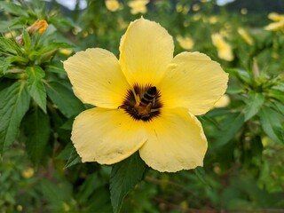 Bees look for Damiana (Turnera Diffusa) in tropical nature Borneo