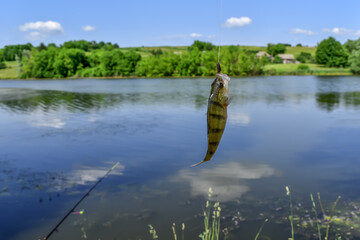 Obraz premium A perch hanging on a hook against a blurred rural landscape with a pond. Fish caught in a lake close-up. Background with copy space