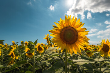 Sunflowers landscape with sunlight