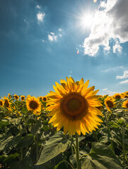 Sunflowers landscape with sunlight