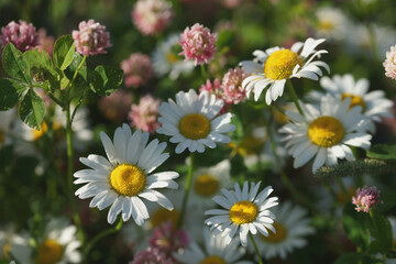 Fototapeta premium Field of daisies, clovers and herbs. Russia, Moscow Region, July.