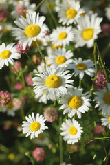 Fototapeta premium Field of daisies, clovers and herbs. Russia, Moscow Region, July.