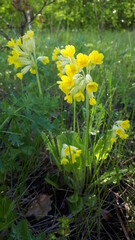 yellow primula on green grass