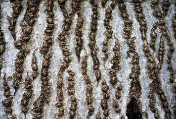 tree bark texture