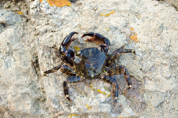 crab on the beach