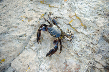 crab on the beach