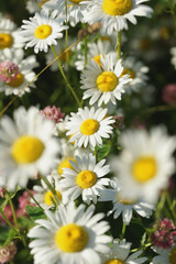 Obraz premium Field of daisies, clovers and herbs. Russia, Moscow Region, July.