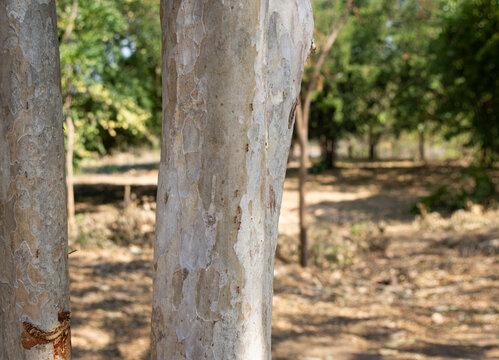Eucalyptus tree trunk wth red many red ants , Green leaves ,  Blur bokeh backgroun