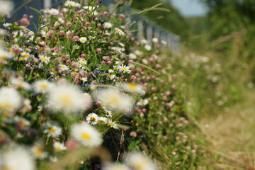Field of daisies, clovers and herbs. Russia, Moscow Region, July.