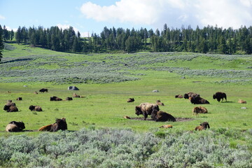 A herd of bison in Yellowstone National Park (Lamar Valley) - Wyoming, USA