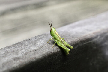 Young green baby cricket sitting on edge of outdoor stone planter