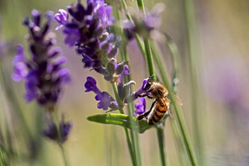 bee looking for nectar in a lavender plant