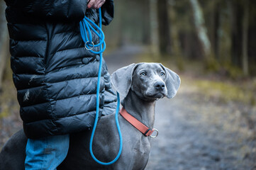 Portrait of a beautiful dog  blue Weimaraner breed  with a girl owner in nature