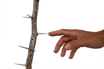 isolated tip of index finger touch prickle thorn , concept of unsafe action