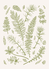 Set with leaves. Vector botanical illustration. Design elements. Green and white.