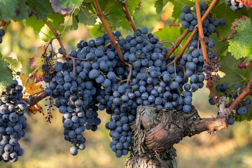 Close up of red merlot grapes in vineyard. St Emilion, Gironde, Aquitaine. France