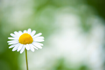 Fototapeta premium Chamomile close-up on a green background, space for text