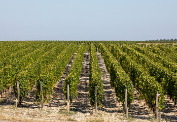 Fototapeta na wymiar Ripe red grapes on rows of vines in a vienyard before the wine harvest in Margaux appellation d'origine contrôlée of the Bordeaux region of France