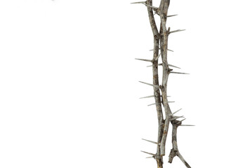 isolated  prickle thorn branch frame on white background , copy space , clipping path © RandomizeTH