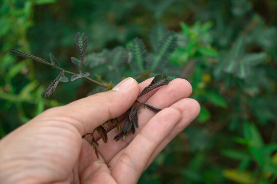 Sleep or nyctinastic movement , folding response of the leaflets of Touch-me-not (Mimosa pudica) plant when touched by a man with his hand, top view.