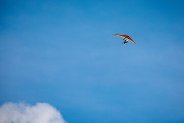 seagull in the blue sky