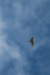 bird in sky