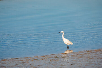 great blue heron ardea cinerea crane in the water