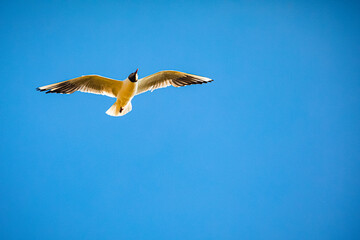 seagull in the blue sky