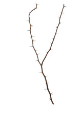 isolated thorns branch for background and coppy  space