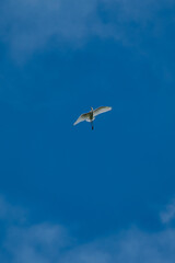 seagull in the blue sky
