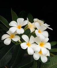 white frangipani flower on dark blackground