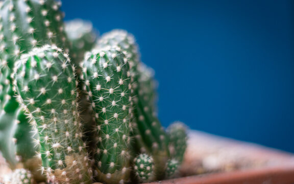 close up of a green  cacktus on blue background with copy space