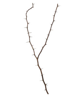 isolated thorns branch for background and coppy  space