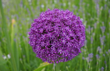 Bright and showy Allium Giganteum flowers close up. Vivid giant balls of blooming Allium flowers. Common name Flowering Onion.