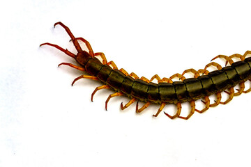 part of centipede on white background