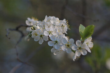 blossom branch of a cherry tree