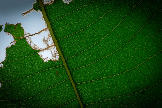 Closed up Green leaf with rouhgt border for background