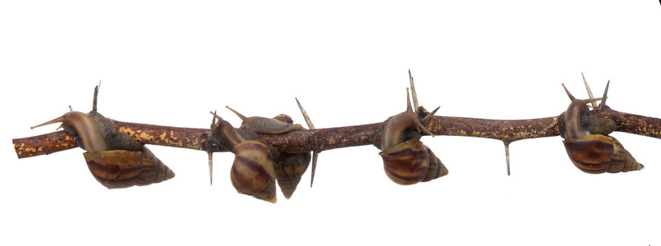 close up of two giant snail on prickle branch