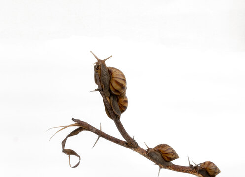 gian snails  climing  on a branch