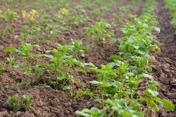 Green sprouts of potato tops grow in a plowed field