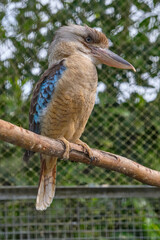 Blue-winged kookaburra, bird sitting on a branch. Wildlife, bird watching
