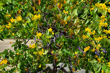 Zweige und goldgelbe Blüten von Cassia Senna, Pflanze im Botanischen Garten in Gütersloh, 
Gelbe...