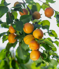 ripe apricots hang on a branch with leaves