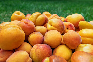 Apricots, ripe beautiful apricots lie on the grass. Beautiful colorful background