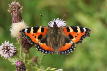 A Small Tortoiseshell Butterfly, Aglais urticae, nectaring on a thistle flower in a meadow.