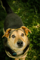 dogs from a dog shelter walks in the forest