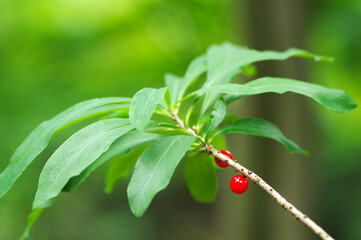 ladybug on a leaf